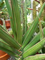 Blue Sansevieria 